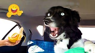 Best Of The Funny Animal Videos  The Funniest Animal Videos Compilation!