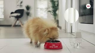 Royal Canin Care Nutrition Relax Care | zooplus.co.uk