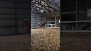 austin was the bestest boy in his full bridle! || #asb #lhra #eq #equestrian #saddlebred #fypviralシ