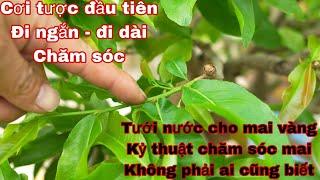 cách nuôi mai vàng nhanh lớn giai đoạn đầu năm , cần lưu ý để giúp mai nhanh phát triển