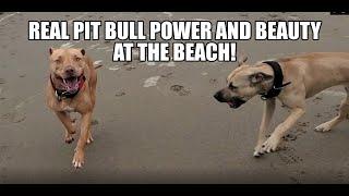 Watch Real Pit Bull Power and Beauty at the Beach 2023! May Day Blood :)