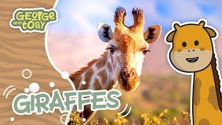 Giraffe Facts! | Animal Facts for Kids | George & Toby Wildlife Rangers