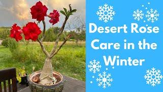 DESERT ROSE during Winter - How to Care for your Adenium while Inside in the Wintertime