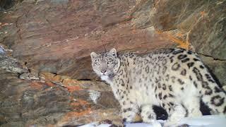 Rare Footage of Snow Leopard Roaring and Marking!