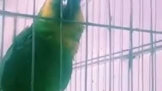 Susie Gonzalez   Talking Parrot