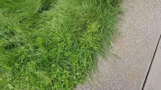 Task Easy Review **don't do it** lawn care mowing FAIL