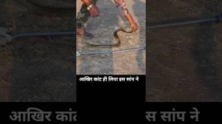 The non-poisonous snake that bites the most is Water snake #shorts #sarpmitraakashjadhav