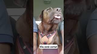 As mães nunca mentem! #pets #dog #maedemenina #cachorro