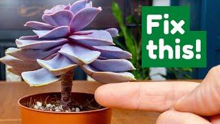 Fix A Leggy Succulent EASILY