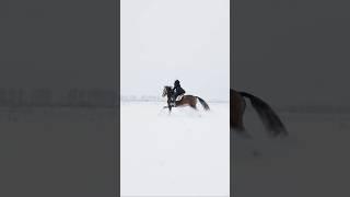 ️ #equestrian #horse #конники #конныйспорт #лошади #equestrianphotography #конкур