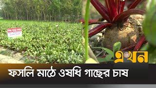 বাণিজ্যিকভাবে বাড়ছে ওষধি গাছের চাষাবাদ | Agriculture News | Cumilla News | Ekhon TV