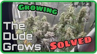 Indoor Cannabis Grow - Limited Garden Space? - The Dude Grows 1,423