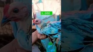 napaka ayus kanawayon green legs pa mine mona yan #chicken #rooster #ayam
