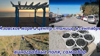 Поля виноградные, Мы на сборе винограда, Самосбор, Центр станицы сейчас и Азовское море