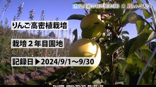 タイムラプス　2024年９月1日～９月30日　りんご高密植栽培　栽培2年目園地　定点観測【弘果総合研究開発株式会社】