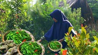 Bikin Seblak Coet Cabenya gratis dari kebun sendiri  | Hidup di Desa