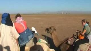 Zagora Camels