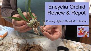 Orchid Review & Repot of Primary Hybrid Encyclia | Considering Species Parentage for Orchid Repot