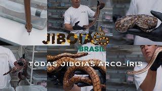 Jiboias arco-íris