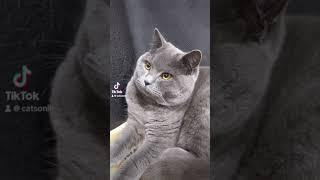Мяууууу #cats #catsworld #catsofyoutube #scottishfold #мейн #cat #скотишфолд