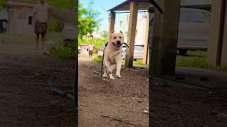 Cute dog#96 #dogshorts #dogvlogs #dogvideos #ytshortsindia #yt #ytviral #doglover #dogshorts #dogs