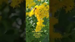 Giant goldenrod @ calmingmerelaxationchannel980