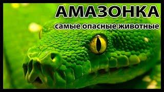 Самые опасные животные Амазонии