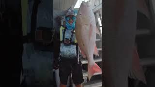 Angler catches his first ever HUGE MUTTON! on the YANKEE CAPTS. #subscribe #fishing