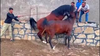 Horse mating  #shorts #amazing #mating