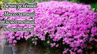 Посадите этот цветок в саду. Он станет цветущим ковром весной.