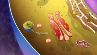 Lysosomes