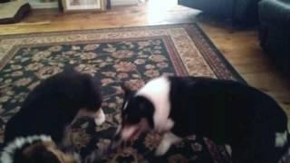 Hilda, 7 months old and Skuub 8 1/2 year old Corgis playing tug of war.