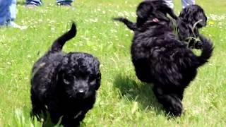 Mini Bernedoodle Puppies for Sale