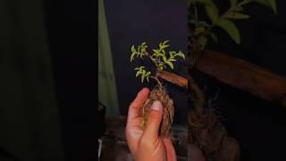 BONSAI MINI ANPUT |INSPIRASI BONSAI