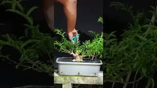 BONSAI ANTING PUTRI BERPROSES|INSPIRASI BONSA