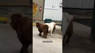Mini cows go explore the barn on their own #highlandcattle #minicows #cuteanimals #babyanimals
