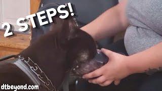 First Two Steps To Food Conditioning Your Dog To Wear A Muzzle - With A High Energy Dog