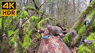 Cat TV for Cats to Watch  Cute Birds in the Forest  Funny Ground Squirrels  8 Hours(4K HDR)