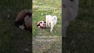 ️ #cute #baby #goat #baa #mee #lamb #koyun #kuzu #viral #funny #trending #shorts