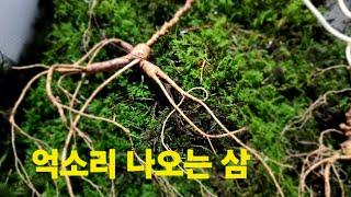 실시간 산양삼 판매 지종삼경매