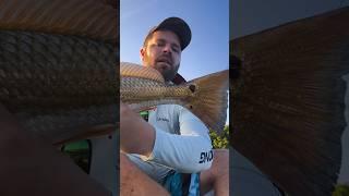 Fishing for Science!