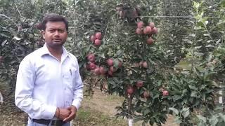 Super Chief |  Variety | Apple | M.9 | HDP | Dr. YSPUHF | Solan | HP | Dr. Niranjan Singh