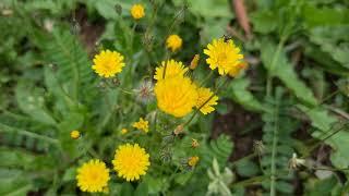 ניסנית דו קרנית Crepis Скерда