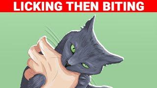 Actual Meanings Behind 9 Strange Cats Behaviors