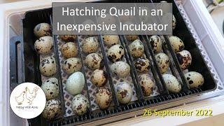 Hatching Quail in an Inexpensive Incubator