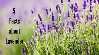 5 Facts about Lavender | 5 Facts Hub