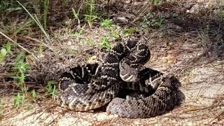 Eastern Diamondback Rattlesnake defense posture,  DeSoto National Forest