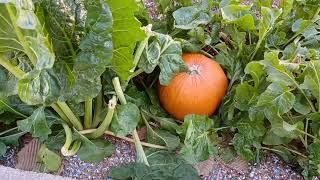 Compost Worm Farms and Pumpkins | How to Compost with Worms