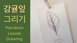 Botanical Art Basics_ Tangerine Leaf Drawing_Online Course