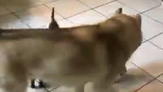 子猫とじゃれ合う犬